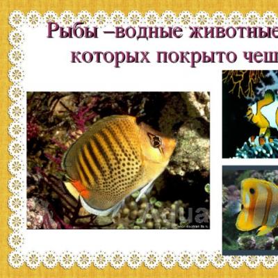Ettekanne “Akvaariumi kalad Esitlus lastele akvaariumi kalad