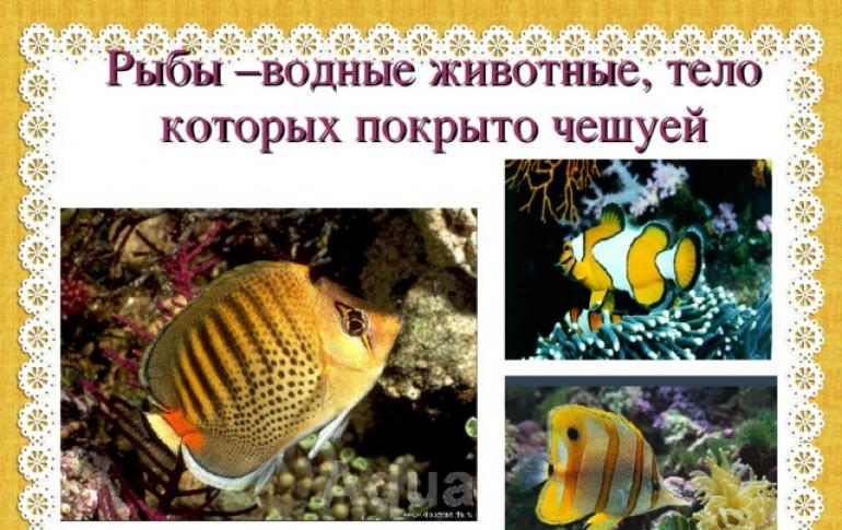 Презентация «Аквариумные рыбки Презентация для детей аквариумные рыбы
