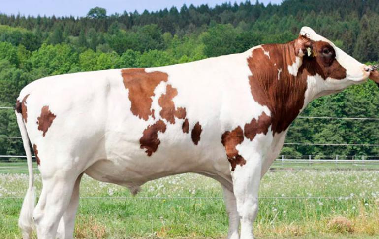 Uzgoj krava i bikova za meso: poslovni plan organizacije
